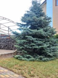 Затишний будинок для сім'ї. Бородинський. фото 9 Затишний будинок для сім'ї. Бородинський. фото 9