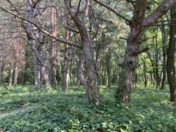 Продається будинок Запорізька, Запоріжжя, Дніпровський, Мурманская фото 9 Продається будинок Запорізька, Запоріжжя, Дніпровський, Мурманская фото 9