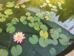 Будинок на Правову березі для двох сімей фото 3 Будинок на Правову березі для двох сімей фото 3