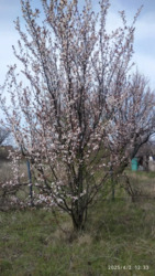 Продаж дачі, р-н вул. Молочна фото 4 Продаж дачі, р-н вул. Молочна фото 4