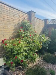 Продається будинок Запорізька, Запоріжжя, Комунарський фото 9 Продається будинок Запорізька, Запоріжжя, Комунарський фото 9