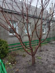 Продається будинок Запорізька, Запоріжжя, Дніпровський, Макарова Адмирала ул., 3а фото 6 Продається будинок Запорізька, Запоріжжя, Дніпровський, Макарова Адмирала ул., 3а фото 6