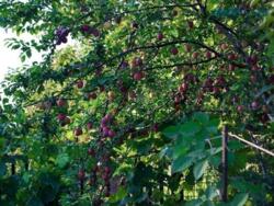 Продається будинок Запорізька, Запоріжжя, Заводський, Подпорожнянка / Новая ул. фото 6 Продається будинок Запорізька, Запоріжжя, Заводський, Подпорожнянка / Новая ул. фото 6