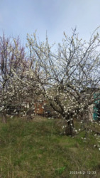 Продаж дачі, р-н вул. Молочна фото 5 Продаж дачі, р-н вул. Молочна фото 5