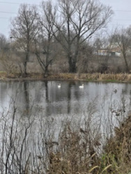 Продається будинок Київська, Сквирський, Самгородок, Шкільна фото 4 Продається будинок Київська, Сквирський, Самгородок, Шкільна фото 4