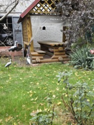 Продається будинок Київська, Білоцерківський, Біла Церква, Центр, Логінова фото 12 Продається будинок Київська, Білоцерківський, Біла Церква, Центр, Логінова фото 12