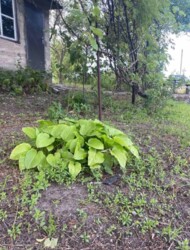 *    .. 20 .     . *elena  2