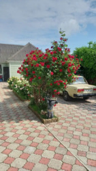 Продається будинок Дніпропетровська, Кам'янське, Кам'янське, Черемушки фото 4 Продається будинок Дніпропетровська, Кам'янське, Кам'янське, Черемушки фото 4