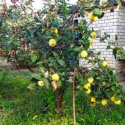 ������ ���� � �������� ����� ���� 11