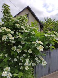 ������ ���� � �������� ����� ���� 16