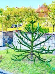 Продаж будинку Нижня Червениця! фото 2 Продаж будинку Нижня Червениця! фото 2