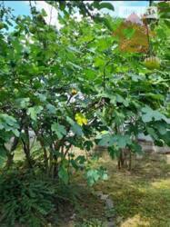 Продаж будинку Оноківці фото 8 Продаж будинку Оноківці фото 8