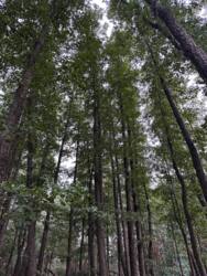 Продаж сучасного котеджу 650 кв.м з власним БОМБОСХОВИЩЕМ на 4 виходи + 17 соток, КМ Riviera Village, Вишгородський р-н, c. Лебедівка фото 28 Продаж сучасного котеджу 650 кв.м з власним БОМБОСХОВИЩЕМ на 4 виходи + 17 соток, КМ Riviera Village, Вишгородський р-н, c. Лебедівка фото 28