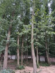 Продаж сучасного котеджу 650 кв.м з власним БОМБОСХОВИЩЕМ на 4 виходи + 17 соток, КМ Riviera Village, Вишгородський р-н, c. Лебедівка фото 29 Продаж сучасного котеджу 650 кв.м з власним БОМБОСХОВИЩЕМ на 4 виходи + 17 соток, КМ Riviera Village, Вишгородський р-н, c. Лебедівка фото 29