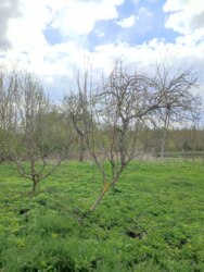 ��������� ������� ʳ�����, 17, ����������, �������������, ����������� ���� 31