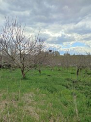 ��������� ������� ʳ�����, 17, ����������, �������������, ����������� ���� 39