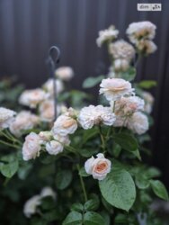 🏡 Ваш простір у місті: Просторий таунхаус 156.7 м² у КМ «Затишне» фото 8 🏡 Ваш простір у місті: Просторий таунхаус 156.7 м² у КМ «Затишне» фото 8