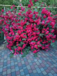 🏰 ��� ������ �� ������� ������ � ������ ����Ҳ! ✨ ���� 20