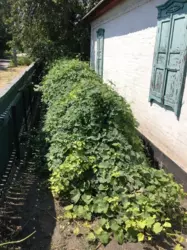 ������ �������, ����� ����������������� ������� ���� 8