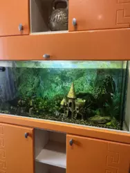 Продам будинок СЕРТИФІКАТ в Камʼянському (бізнес тепличний) фото 11 Продам будинок СЕРТИФІКАТ в Камʼянському (бізнес тепличний) фото 11