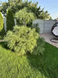 Дом Дача Калоша Прогрес нижний фото 3 Дом Дача Калоша Прогрес нижний фото 3