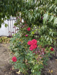 ������ ������� ���������. ���� 20