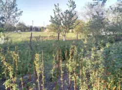 ������ ��� � ���� ���� 7