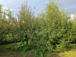     .,     13