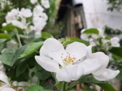 ��������� ������� ��������, ³�����, ³�������, ����� ���� 8