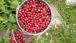 ��������� ������� �. ��������, ³�����, ³�������, ������� ���� ���� 6