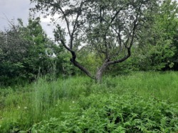 ��������� ������� �������, ³�����, ³�������, ����� ���� 5