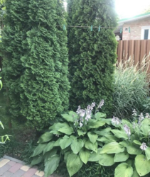 ��������� ������� ���� ������, ³�����, ³�������, ����� ���� ���� 2