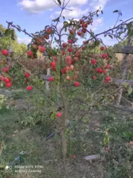 ��������� ������� ����������, ��������, ³������� ���� 7