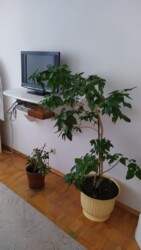 ��������� ������� ������ �������, 51/1, ³�����, ³�������, ����'���� ���� 1