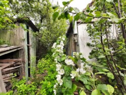 ��������� ������� ��������, ³�����, ³�������, ����� ���� 17