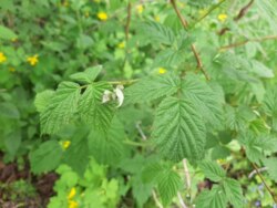 ��������� ������� ��������, ³�����, ³�������, ����� ���� 4