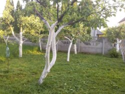 ��������� ������� ����� ��������������, ³�����, ³�������, ����� ���� ���� 8