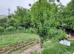 ��������� ������� ���������, ³�����, ³�������, �������� ���� 8