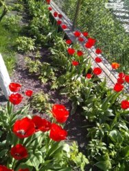 ��������� ������� ����������, ³�����, ³�������, ������ ������� ���� 4