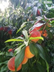 ��������� ������� ����������, ³�����, ³�������, ������ ������� ���� 12