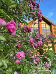   805 .  / 12    /  /   4