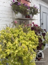 ��������� ������� ������� �� ��� ������� ����� �� ����� �� ������!��. �����(��������) �������/����� ���� 43