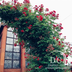   805 .  / 12    /  /   5