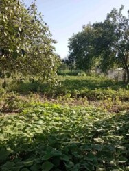 Продається житловий будинок 3 кімнати. Газифікований. фото 7 Продається житловий будинок 3 кімнати. Газифікований. фото 7