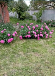 Продається житловий будинок 3 кімнати. Газифікований. фото 15 Продається житловий будинок 3 кімнати. Газифікований. фото 15