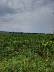 Продам Дом + 11га ОСГ. фото 19 Продам Дом + 11га ОСГ. фото 19