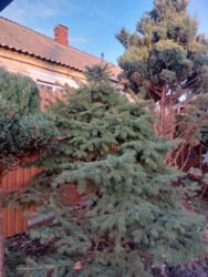 ������ ������� ��� ���� 4