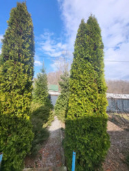 ������ ��� / ������ ���� �� ���� 16