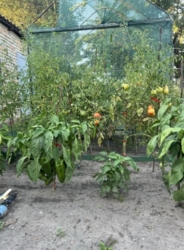 Продам 2-х этажную Дачу/ Лесная поляна (Радсело) фото 12 Продам 2-х этажную Дачу/ Лесная поляна (Радсело) фото 12