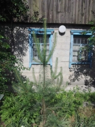 Продам Дом / Куриловка фото 2 Продам Дом / Куриловка фото 2